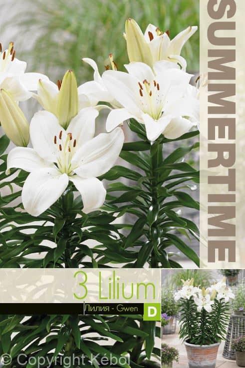 Lilium Gwen - RB