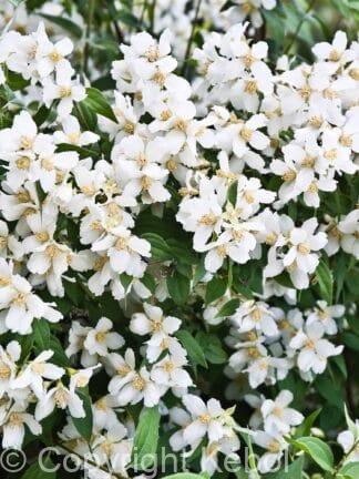 Philadelphus Lemoinei - bag