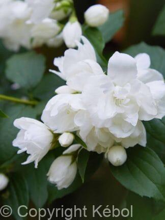 Philadelphus Snowbelle - bag