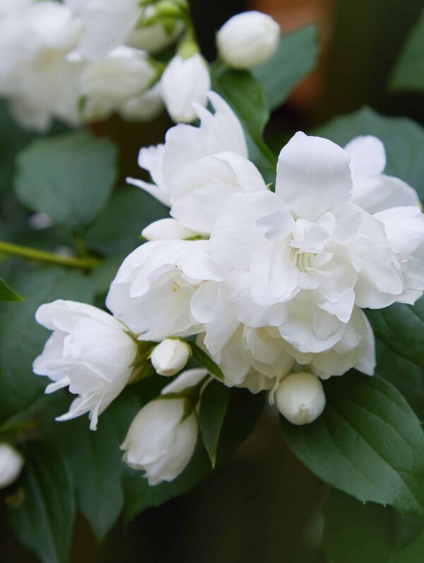 Philadelphus Snowbelle - bag
