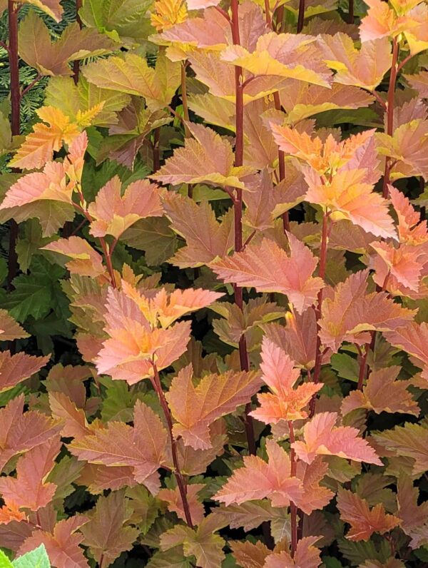 Physocarpus Magic Ball - case