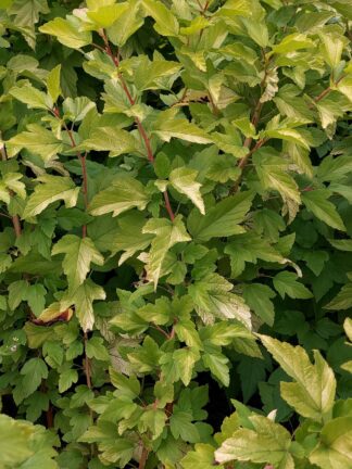 Physocarpus Darts Gold - bag