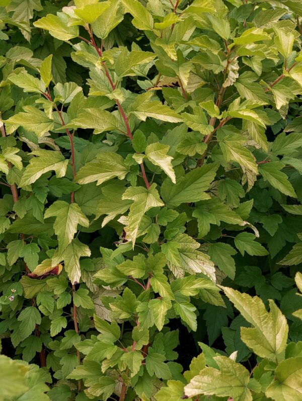 Physocarpus Darts Gold