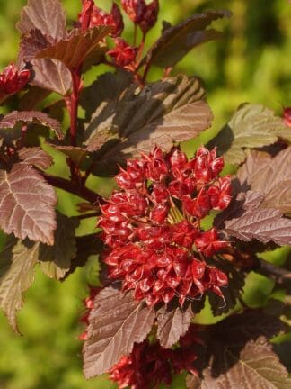 Physocarpus Diable d'Or - bag