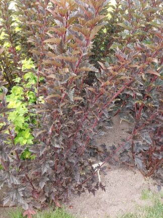 Physocarpus Red Baron - bag