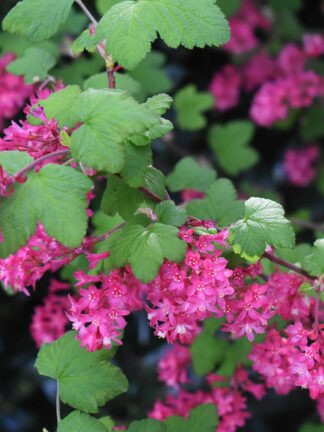 Ribes King Edward VII