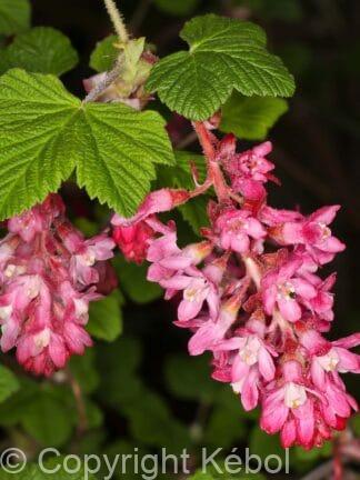 Ribes Pulborough Scarlet - bag