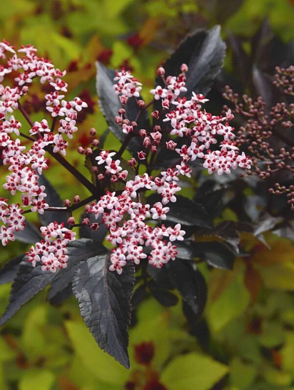 Sambucus Black Beauty - case