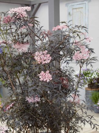 Sambucus Black Lace - bag