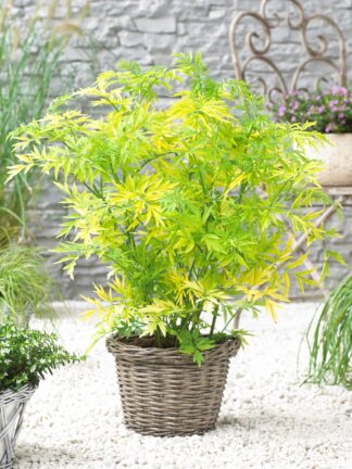 Sambucus Golden Tower