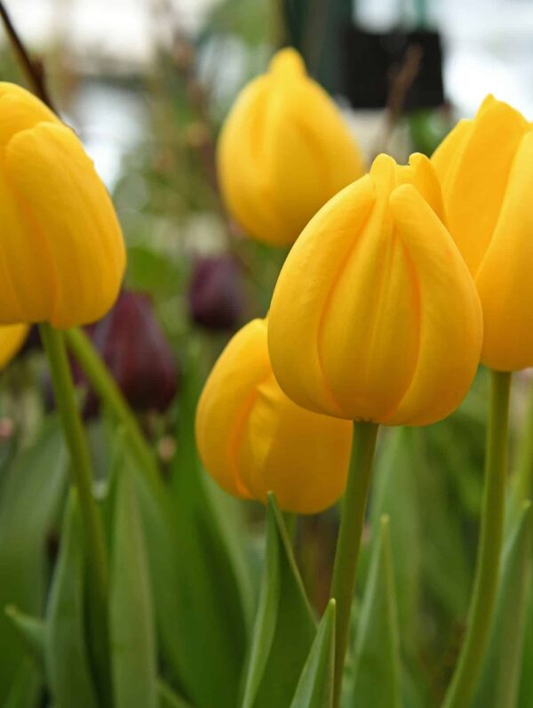 Tulipa Novi Sun