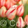 Tulipa Spryng Break