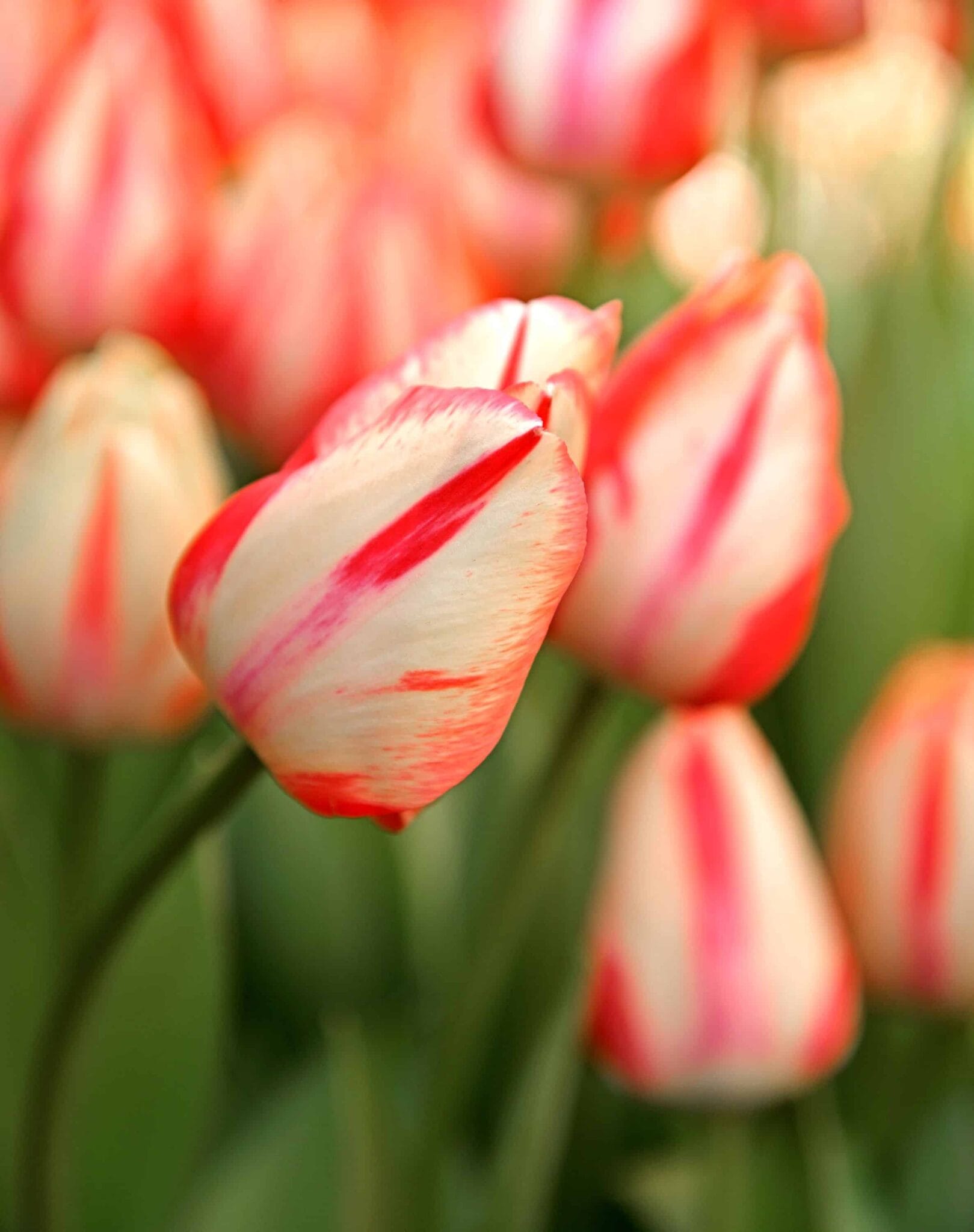 Tulipa Spryng Break