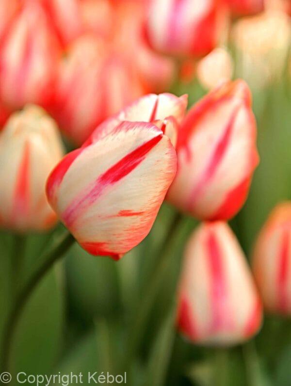 Tulipa Spryng Break