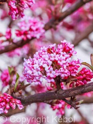 Viburnum Charles Lamont - bag