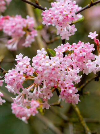Viburnum Dawn - bag