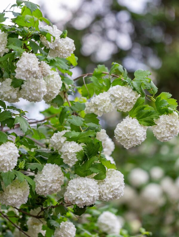 Viburnum Roseum
