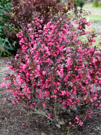 Weigela Alexandra - bag