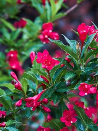 Weigela Red Prince - bag
