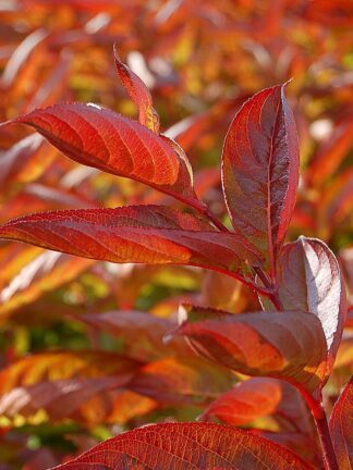 Weigela Wings of Fire - bag