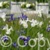 Iris Hollandica Mixed