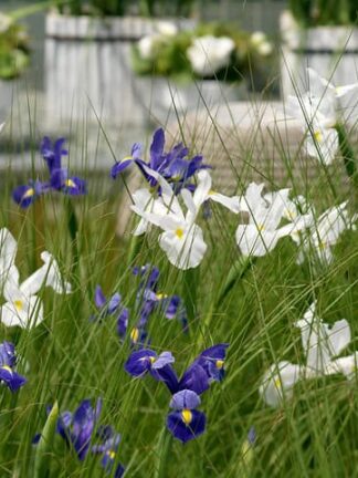 Iris Hollandica Mixed