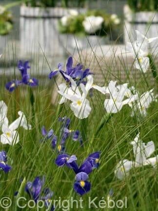 Iris Hollandica Mixed