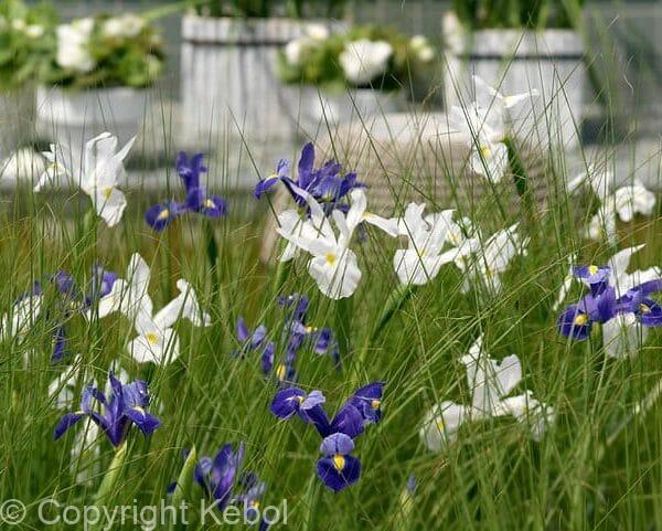 Iris Hollandica Mixed