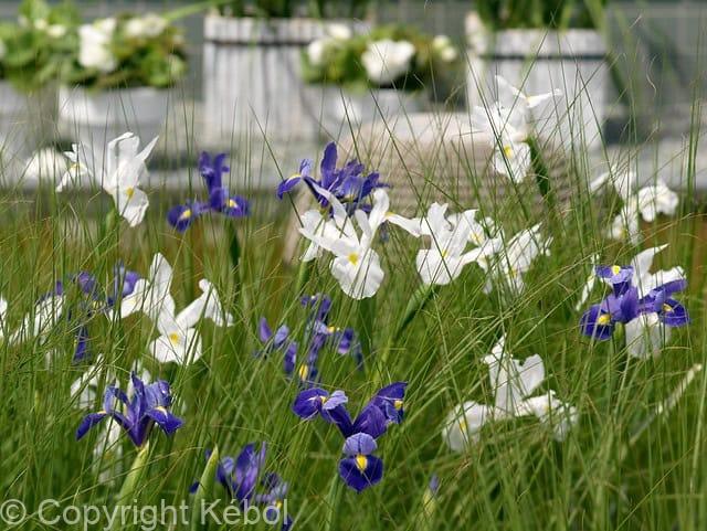 Iris Hollandica Mixed