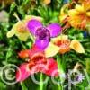 Tigridia Mix