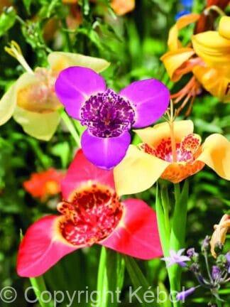 Tigridia pavonia Mix  - bag