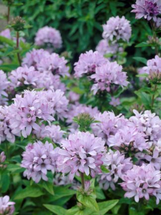 Campanula Caroline - case