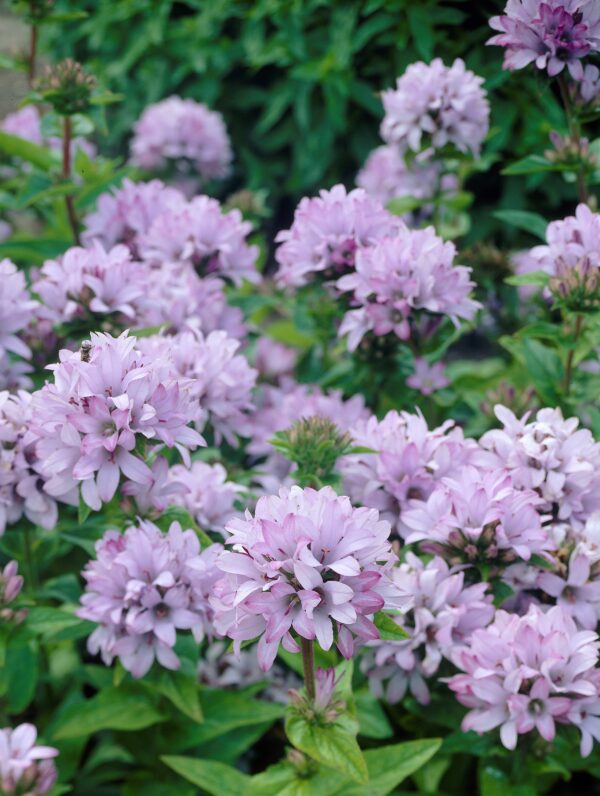 Campanula Caroline - bag