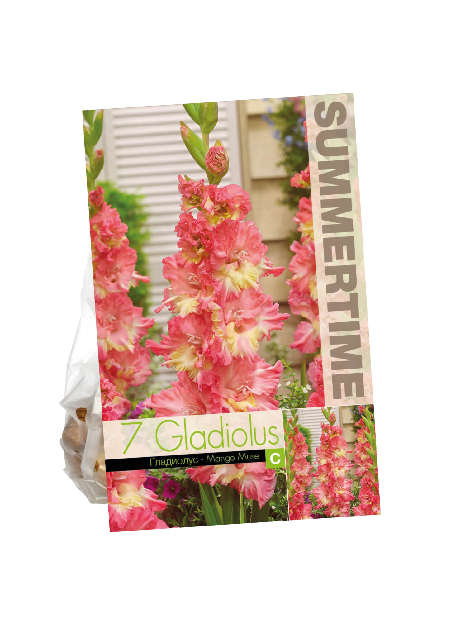 Gladiolus Mango Muse