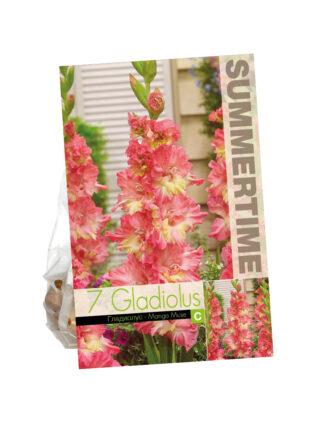 Gladiolus Mango Muse