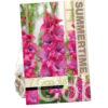 Gladiolus Lumierre