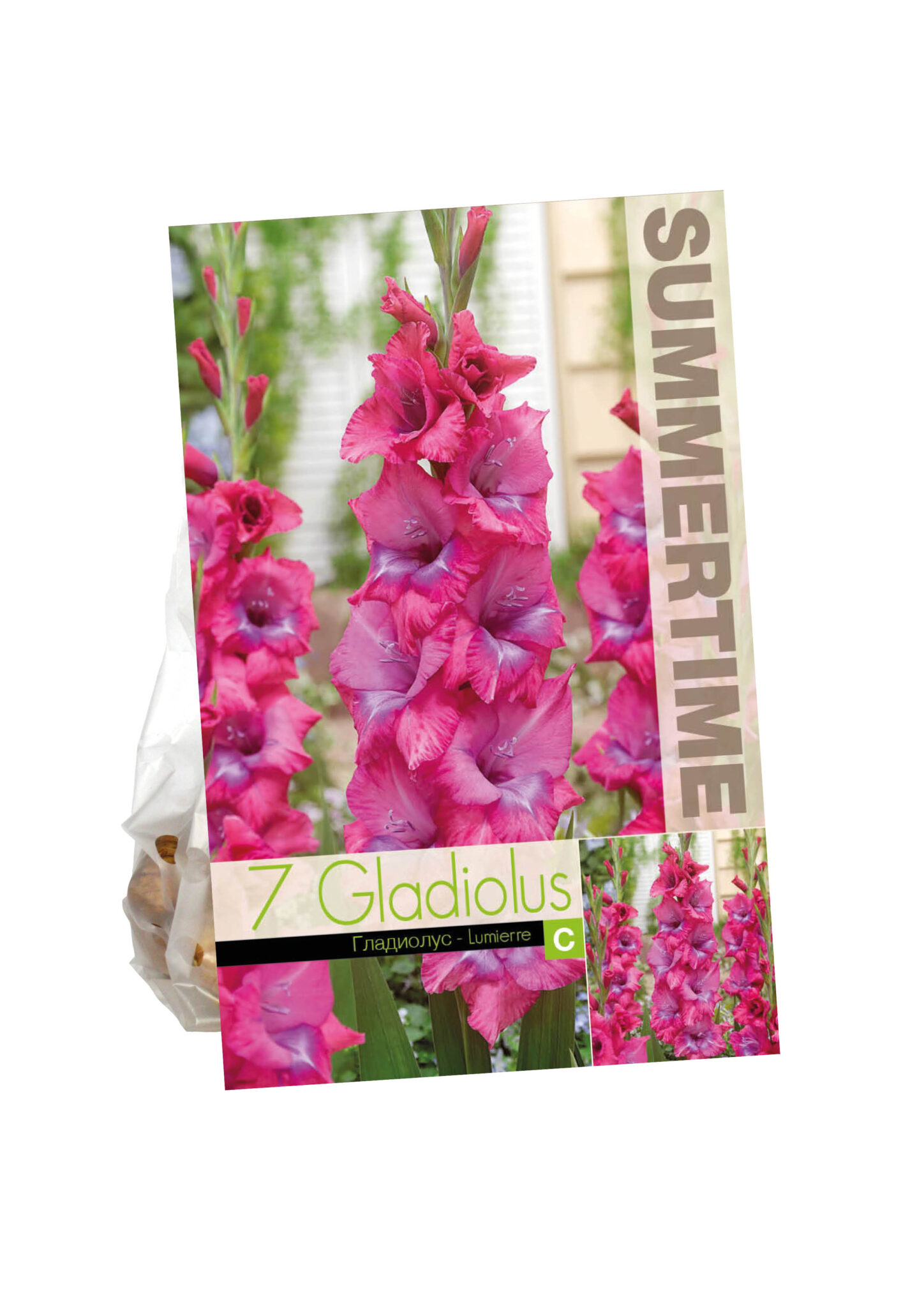 Gladiolus Lumierre