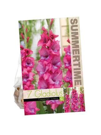 Gladiolus Lumierre