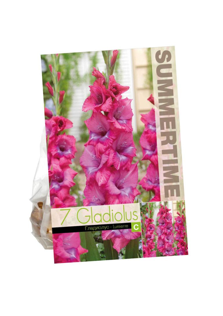 Gladiolus Lumierre