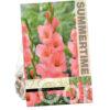 Gladiolus Sugar Babe