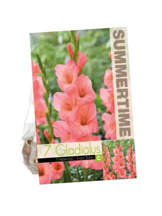 Gladiolus Sugar Babe