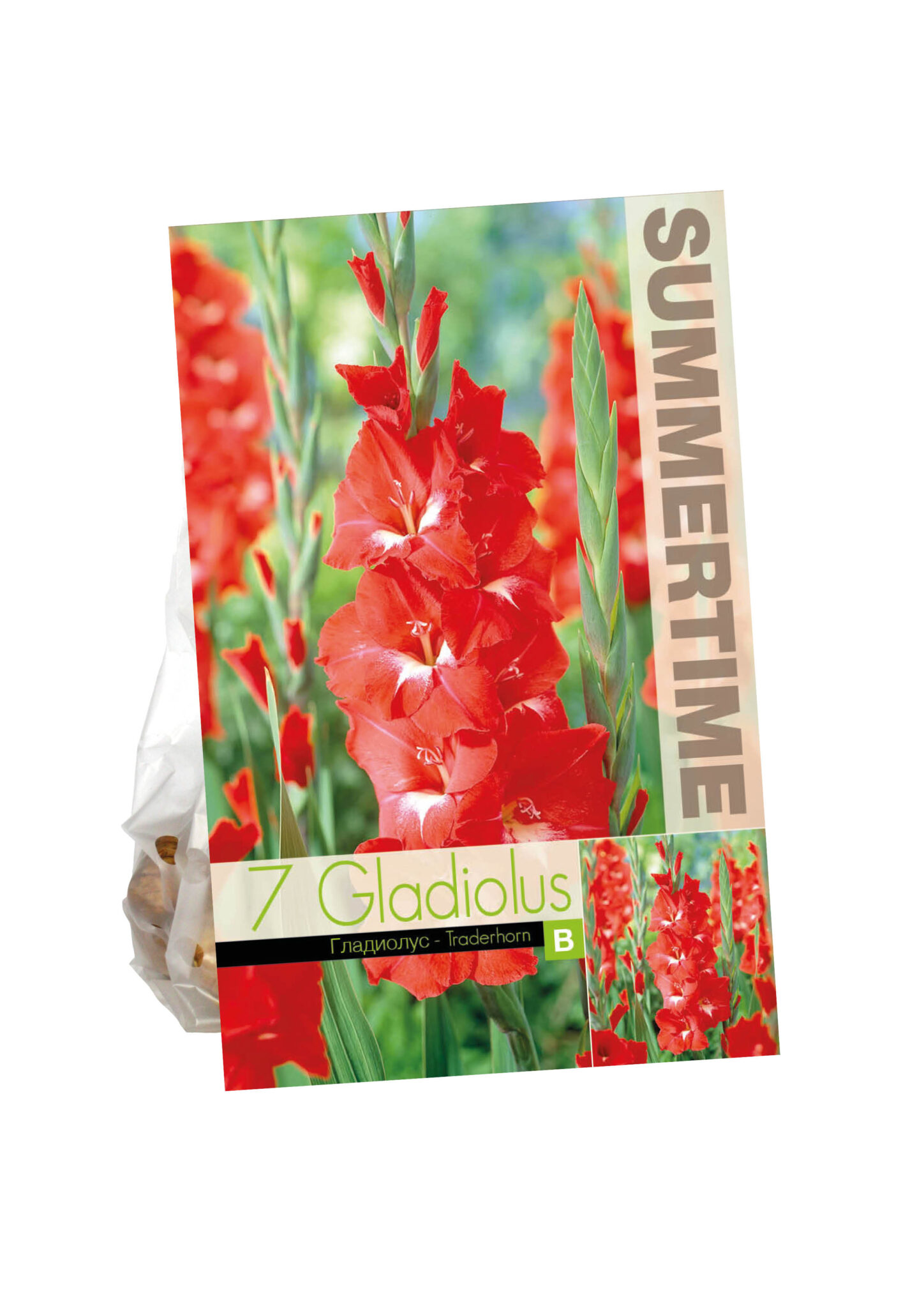 Gladiolus Traderhorn