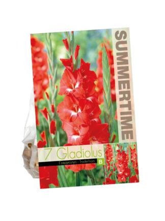 Gladiolus Traderhorn
