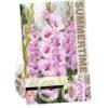 Gladiolus Zamora