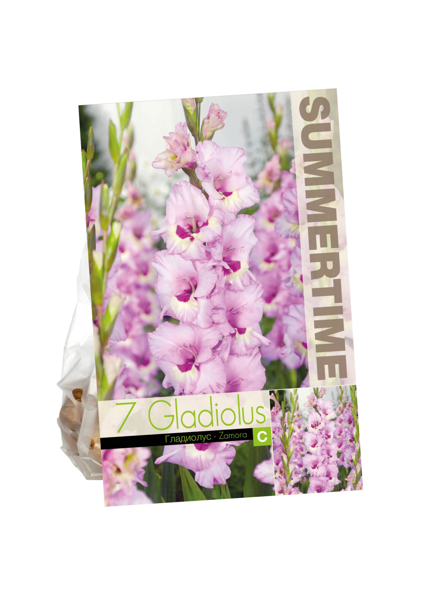 Gladiolus Zamora