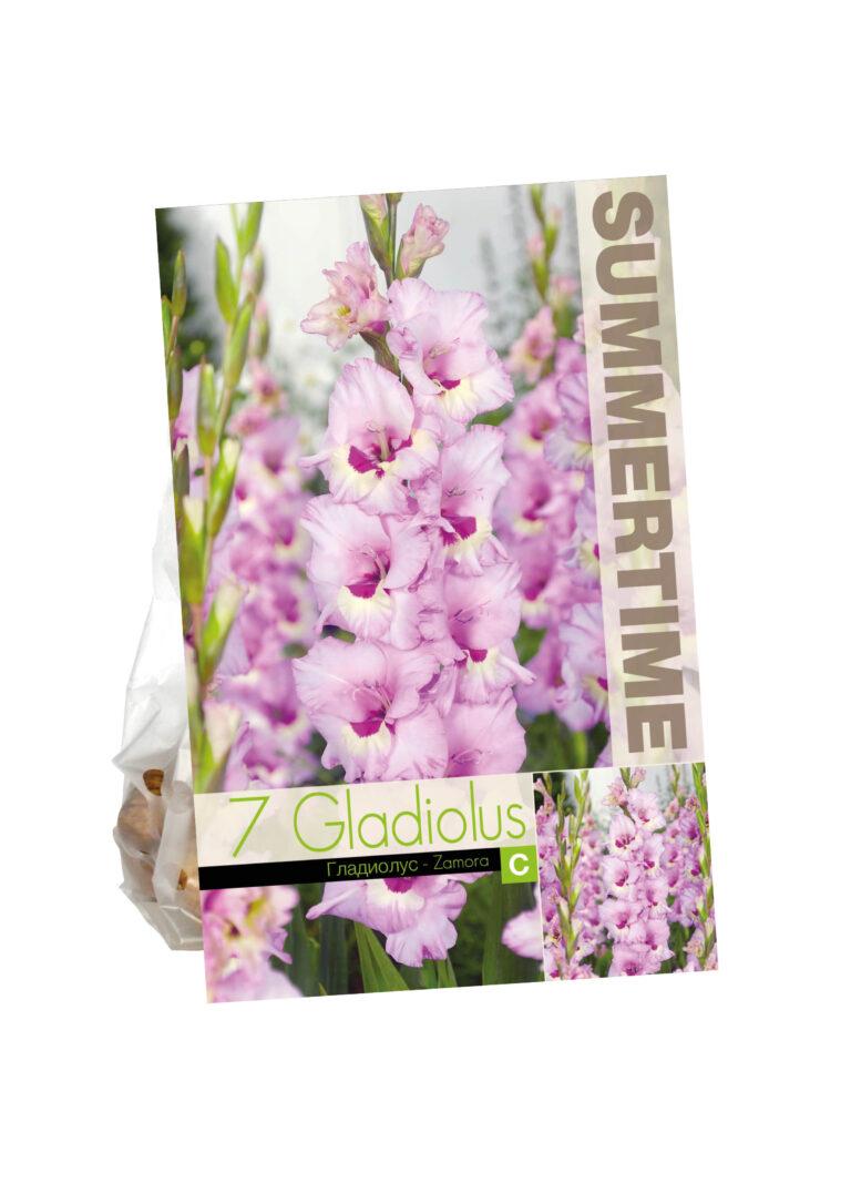 Gladiolus Zamora