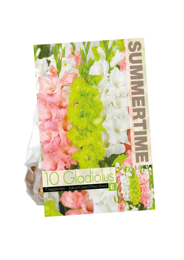 Gladiolus Salmon/Green/White Mixed