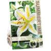 Lilium Gold Band