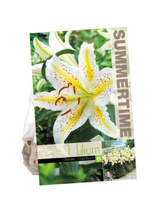 Lilium Gold Band