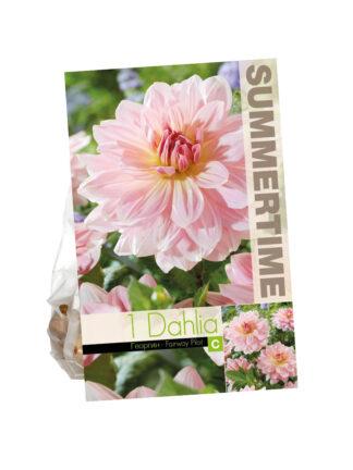 Dahlia Fairway Pilot